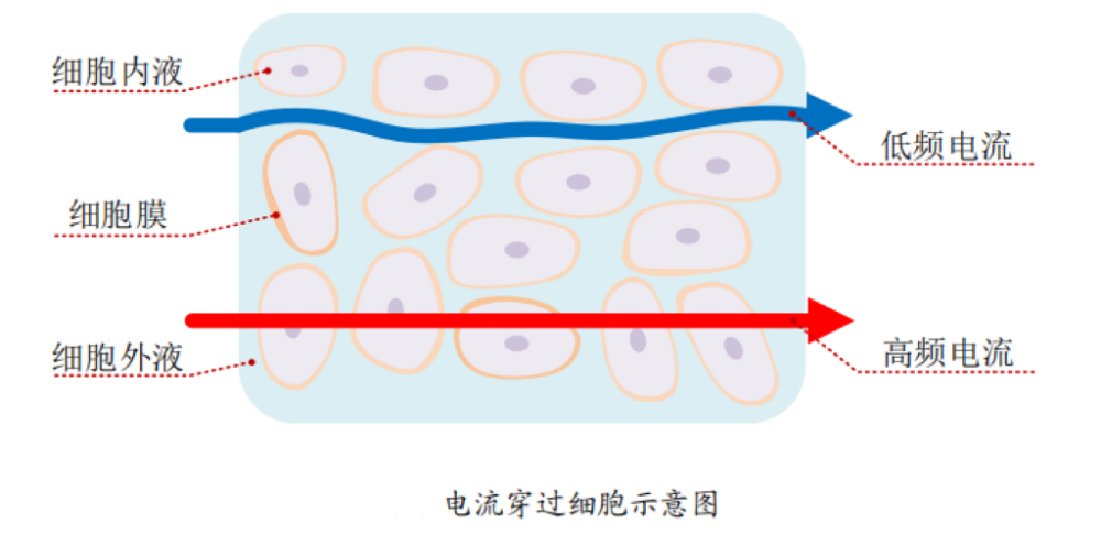 脂的？数据准确吗？一起来了解瓦力游戏体脂秤是怎么测出体(图5)